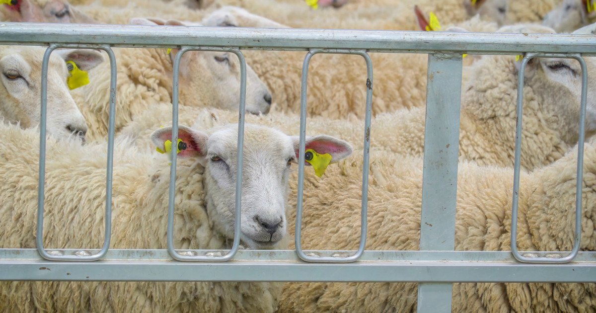 Efectele conflictului din Orientul Mijlociu asupra exporturilor de ovine în România vor fi resimțite în următoarele luni, după perioada Paștelui, estimează Direcția Sanitară Veterinară și pentru Siguranța Alimentelor (DSVSA) Buzău