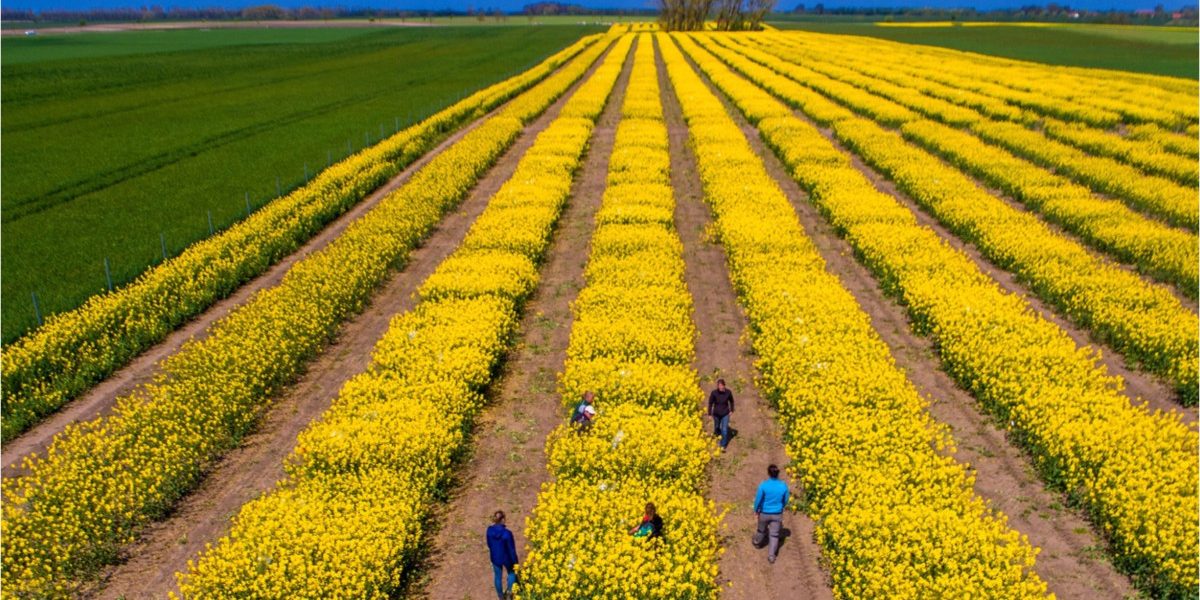 SUA vs. Iran zguduie piețele agricole: România, ferită de penurie, spune expertul Cezar Gheorghe