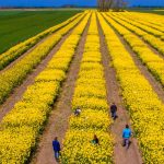 SUA vs. Iran zguduie piețele agricole: România, ferită de penurie, spune expertul Cezar Gheorghe