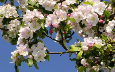 Vremea de Paște va fi extrem de schimbătoare în următoarele două săptămâni, potrivit prognozei publicate de Administrația Națională de Meteorologie (ANM)