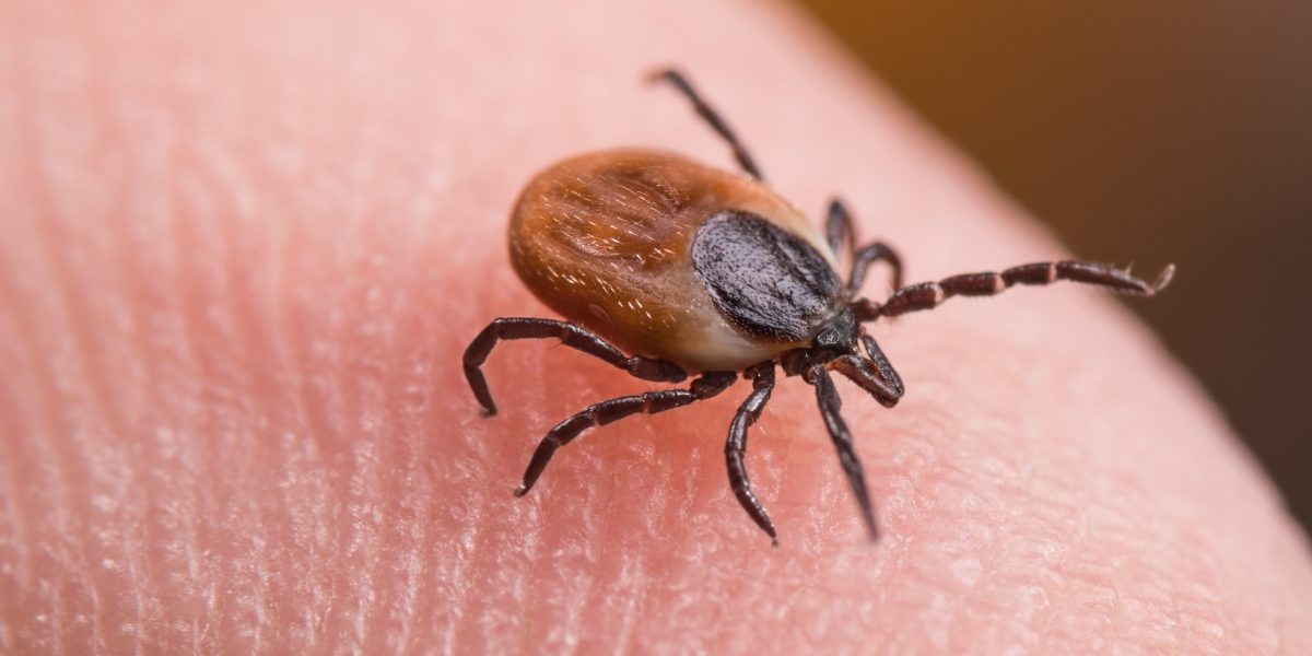 Noua-arma-impotriva-capuselor-Ce-au-descoperit-oamenii-de-stiinta-francezi.jpg - ReactiveNews