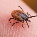 Noua-arma-impotriva-capuselor-Ce-au-descoperit-oamenii-de-stiinta-francezi.jpg - ReactiveNews