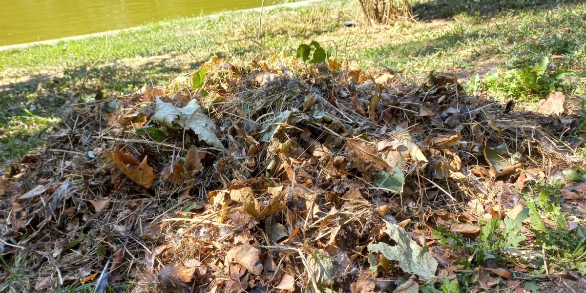 Parcul-Cismigiu-7.jpeg - ReactiveNews