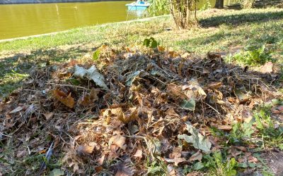 Poliţiştii locali din București au aplicat o amendă de 70.000 de lei unei clinici stomatologice după ce au descoperit deşeuri medicale aruncate în Parcul Cişmigiu, în timpul unei verificări nocturne