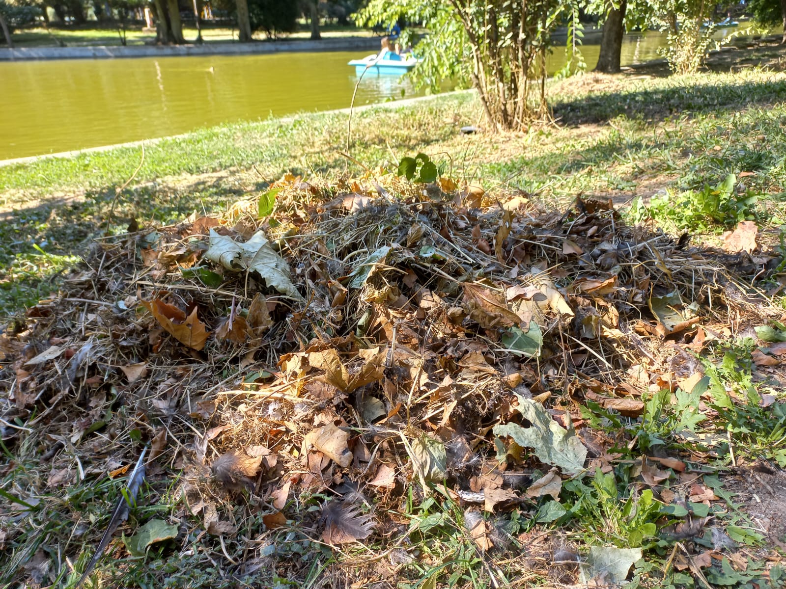 Poliţiştii locali din București au aplicat o amendă de 70.000 de lei unei clinici stomatologice după ce au descoperit deşeuri medicale aruncate în Parcul Cişmigiu, în timpul unei verificări nocturne