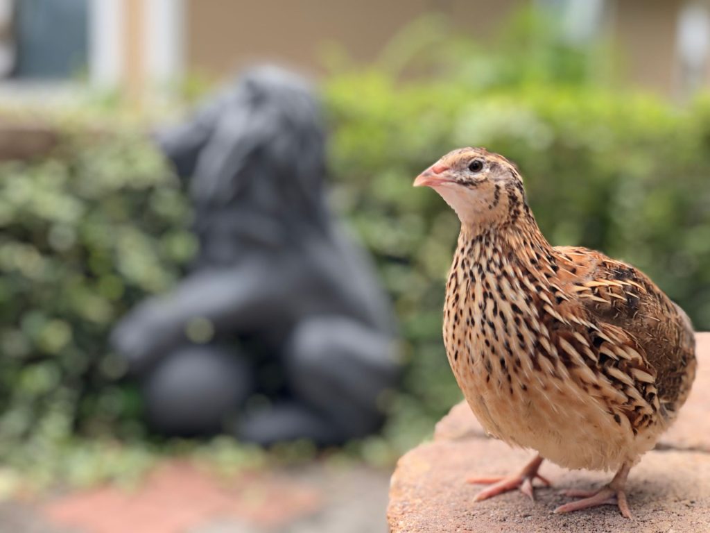 Păsările epuizate: Secretul din spatele sacrificiului pentru pui