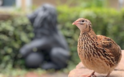 Păsările epuizate: Secretul din spatele sacrificiului pentru pui