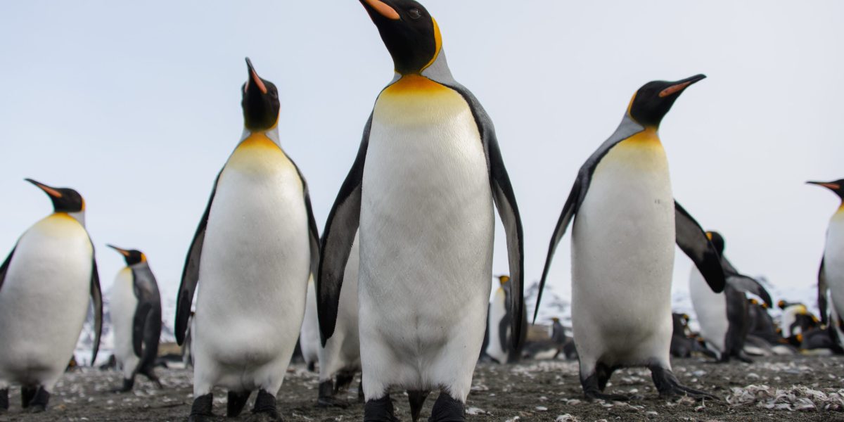 Pinguinul Imperial, pe lista speciilor pe cale de dispariție