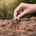 Regimul hidrotermic favorizează culturile de câmp