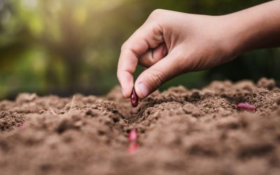 Regimul hidrotermic din aer şi sol va fi favorabil pentru desfăşurarea proceselor biologice în majoritatea regiunilor agricole ale României în perioada următoare, conform prognozei emise de Administraţia Naţională de Meteorologie (ANM)