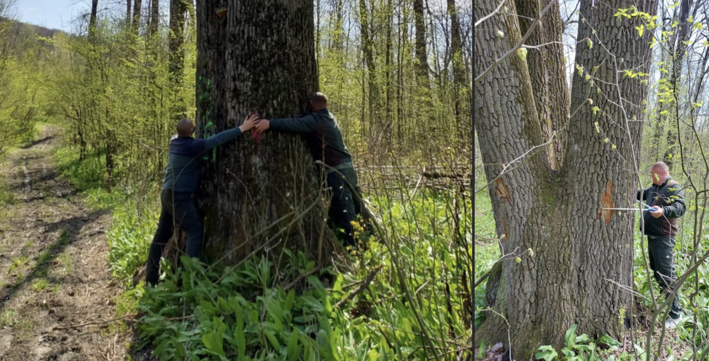 Copacii seculari de lângă Iași, salvați! Ministrul Mediului anunță vestea bună