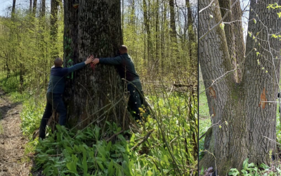 Copacii seculari de lângă Iași, salvați! Ministrul Mediului anunță vestea bună