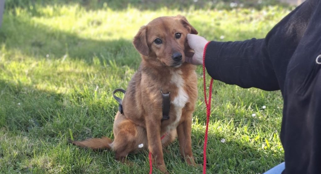 Ilfov: Sterilizări GRATUITE pentru câini. Care sunt localitățile vizate?