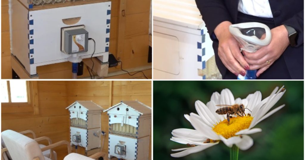 Apiterapie: Secretul vindecător din stupi. Unde poți face terapie cu aer din stup în România