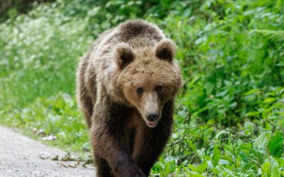 Urs împușcat ilegal în Brașov: Doi bărbați, reținuți după uciderea animalului cu termoviziune