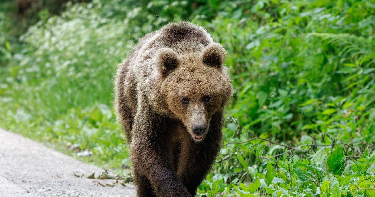 Urs împușcat ilegal în Brașov: Doi bărbați, reținuți după uciderea animalului cu termoviziune