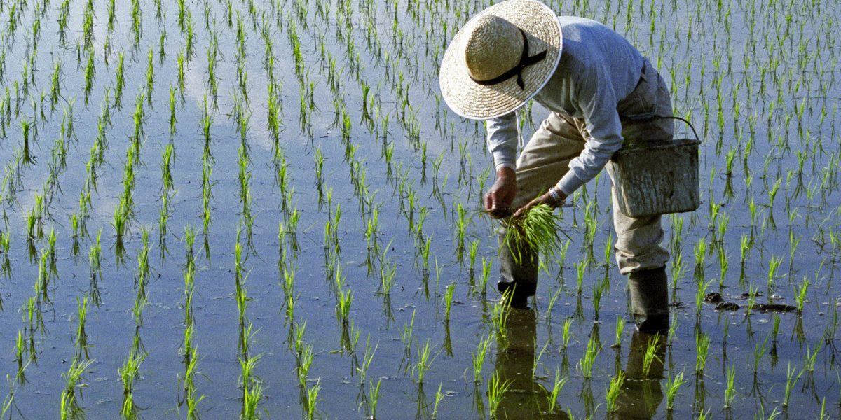 Lipsa combustibilului, efect direct al războiului: Asia riscă criză de orez