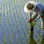 Lipsa combustibilului, efect direct al războiului: Asia riscă criză de orez