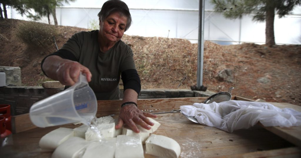 Halloumi, la un pas de dispariție: fermierii ciprioți, în fața unei crize majore