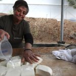 Halloumi, la un pas de dispariție: fermierii ciprioți, în fața unei crize majore