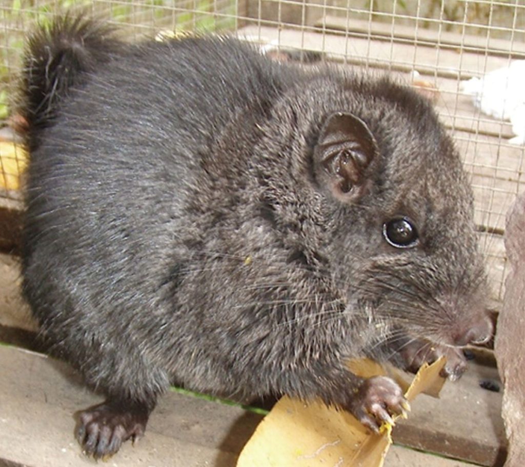 Rozătoare crezute dispărute acum 11 milioane de ani, găsite viu în junglă!