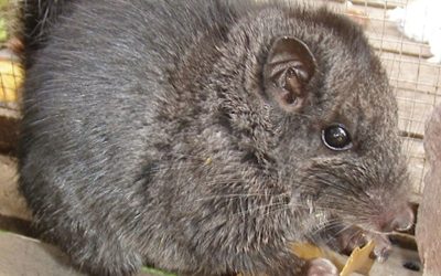 Rozătoare crezute dispărute acum 11 milioane de ani, găsite viu în junglă!