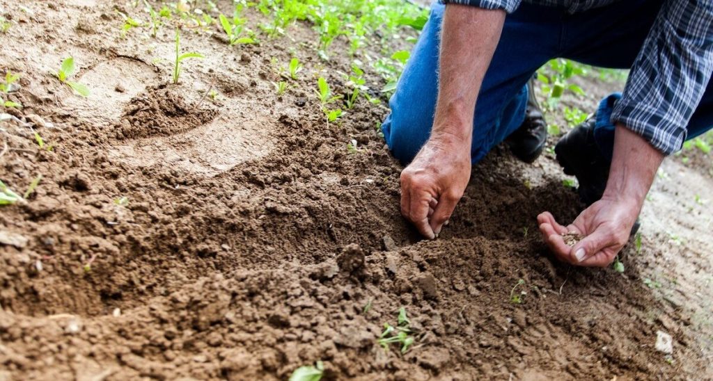 Reprezentanții sectorului agricol românesc sunt convocați la Bruxelles pentru discuții cu oficialii europeni pe 13 aprilie, într-un context tensionat generat de scumpirea accelerată a îngrășămintelor