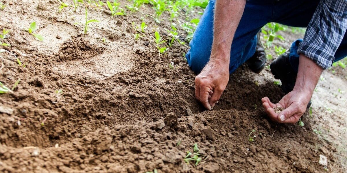 agricultura-fermier-teren-agricol-recolta-foto-pexels-binyamin-mellish-e1669273801286.jpg - ReactiveNews