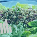 Cum ne schimbăm dieta cu vârsta: Ghid practic pentru o viață sănătoasă în România