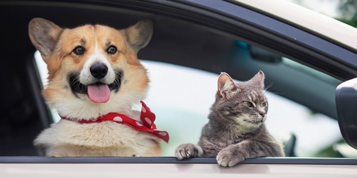 Amenzi-record pentru șoferi: câinii și pisicile, interzise pe scaunul din față