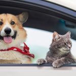 Amenzi-record pentru șoferi: câinii și pisicile, interzise pe scaunul din față