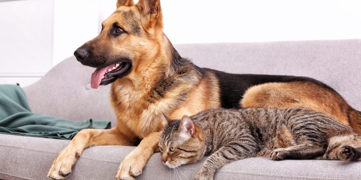 animale-de-companie-caini-pisici-e1721139829431.jpg - ReactiveNews