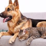 animale-de-companie-caini-pisici-e1721139829431.jpg - ReactiveNews