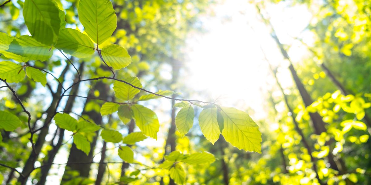 Masterange România, pas important: cere aviz de mediu pentru proiectul său