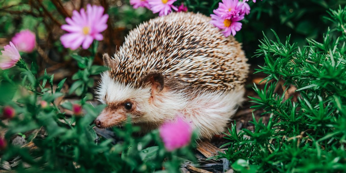 De ce aricii sunt mai importanți decât credeai: rolul vital în natură