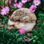 De ce aricii sunt mai importanți decât credeai: rolul vital în natură