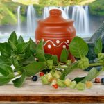 ashwagandha.jpg - ReactiveNews