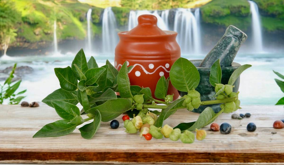 O plantă folosită de secole în Ayurveda, ashwagandha, devine tot mai populară în rândul românilor, fiind considerată o alternativă naturală pentru gestionarea stresului și a anxietății