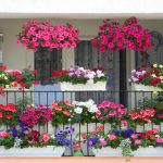 Șapte secrete pentru un balcon floral de vis: oază de culoare vara aceasta