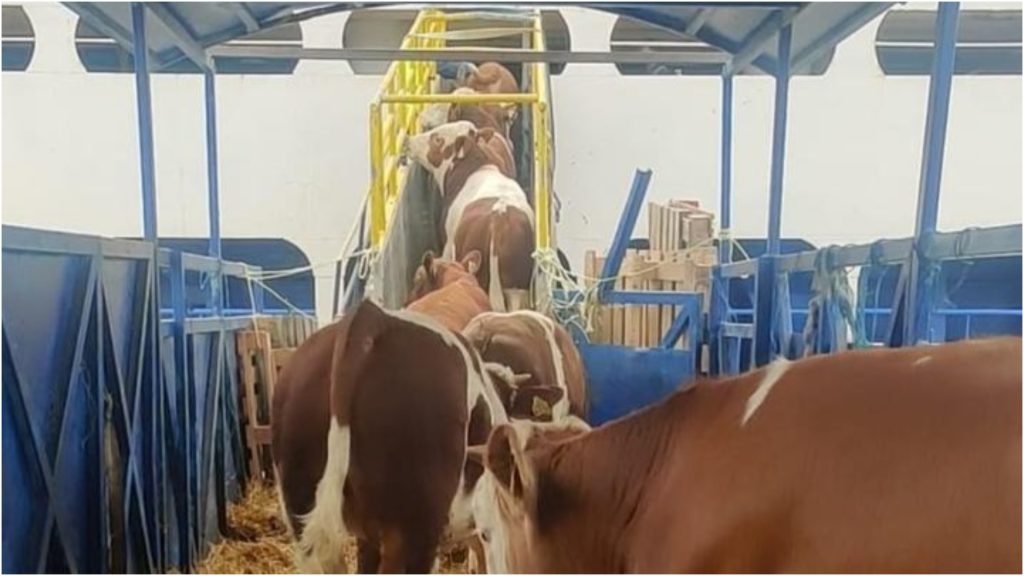 Livrarile cresc vertiginos înainte de Kurban Bayram – ce se întâmplă