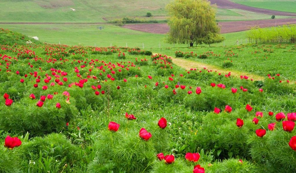 În perioada 25-26 aprilie, Castelul Ugron găzduiește cea de-a treia ediție a evenimentului dedicat bujorilor de stepă, un eveniment ce coincide cu perioada de maximă înflorire a acestor flori spectaculoase