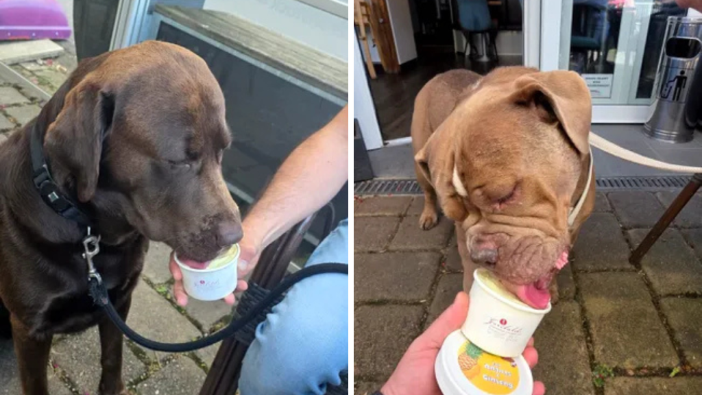 Românul care a dat lovitura în Germania: Înghețată pentru câini, profituri uriașe. Cât costă o porție