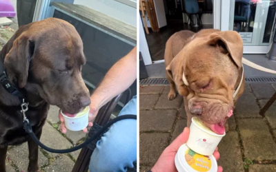 Românul care a dat lovitura în Germania: Înghețată pentru câini, profituri uriașe. Cât costă o porție