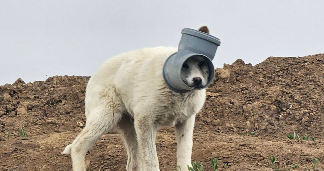 Câine chinuit în Ilfov: Stă cu capul blocat într-o țeavă, ajutor urgent!