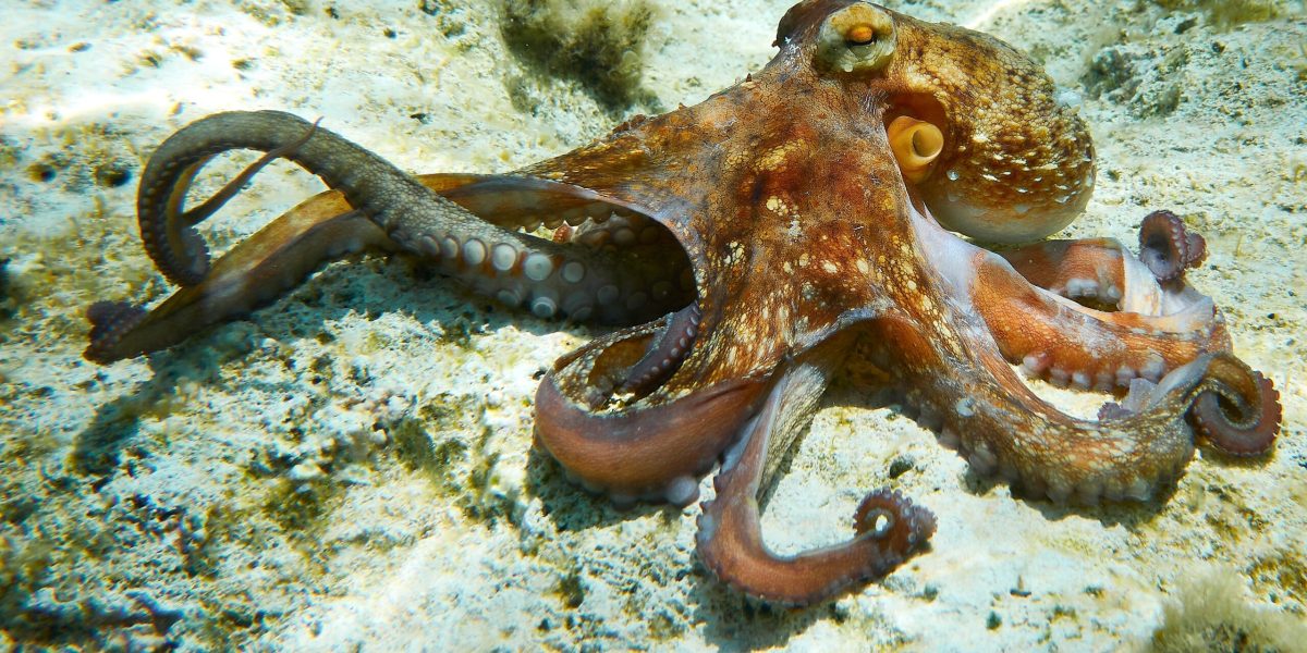 Cum se împerechează caracatițele: un braț fertilizează femela