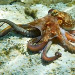 Cum se împerechează caracatițele: un braț fertilizează femela