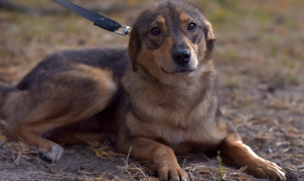 Dresor de câini, filmat șutând un animal la Cluj: anchetă după revolta online