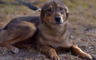 Dresor de câini, filmat șutând un animal la Cluj: anchetă după revolta online