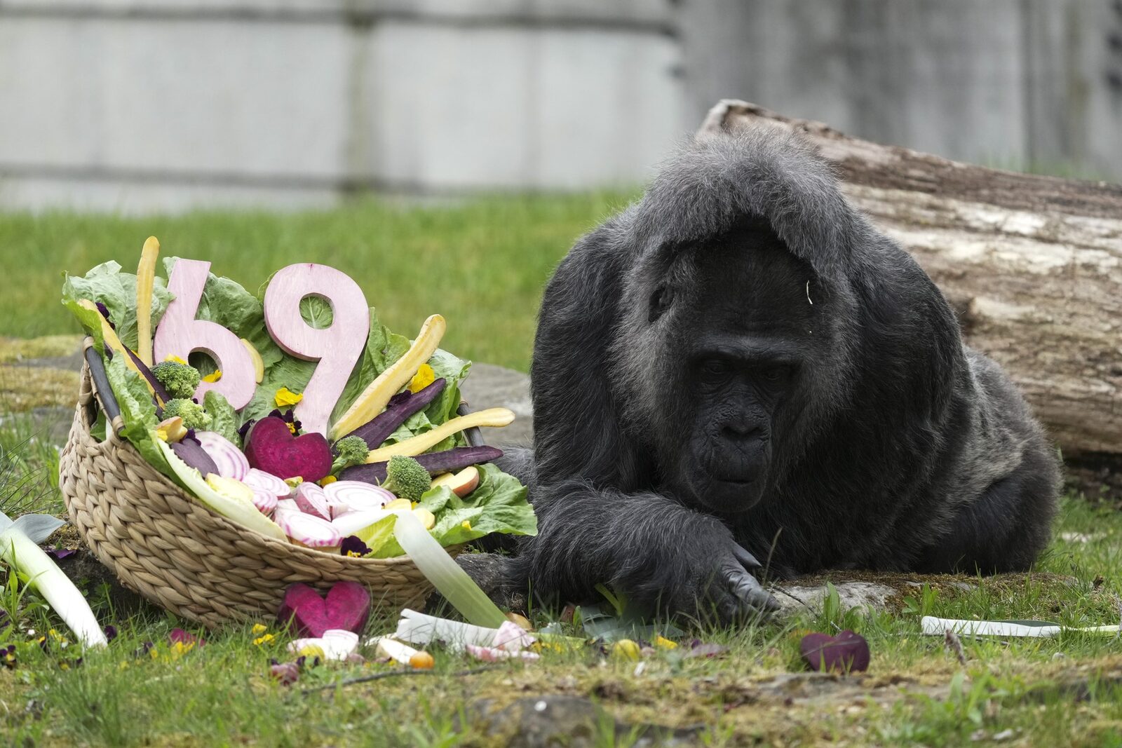 Gorila record: Cea mai bătrână din lume, sărbătorită la Zoo Berlin