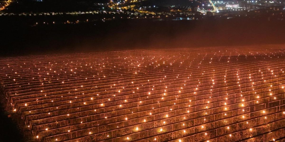 Agricultor ROMÂN, 40.000€ „arși” într-o noapte: Suma URIAȘĂ pentru recolta de cireșe